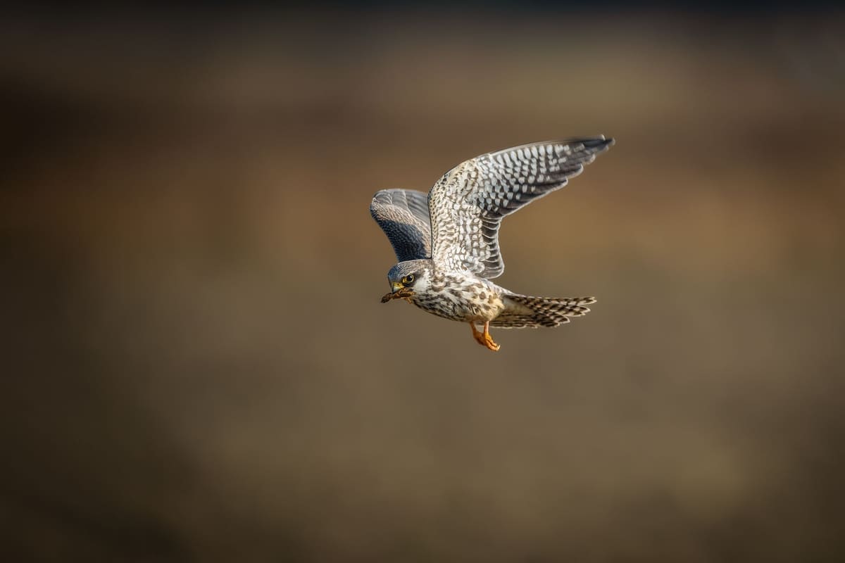 Halcón peregrino en pleno picado, ejemplo de récords del reino animal