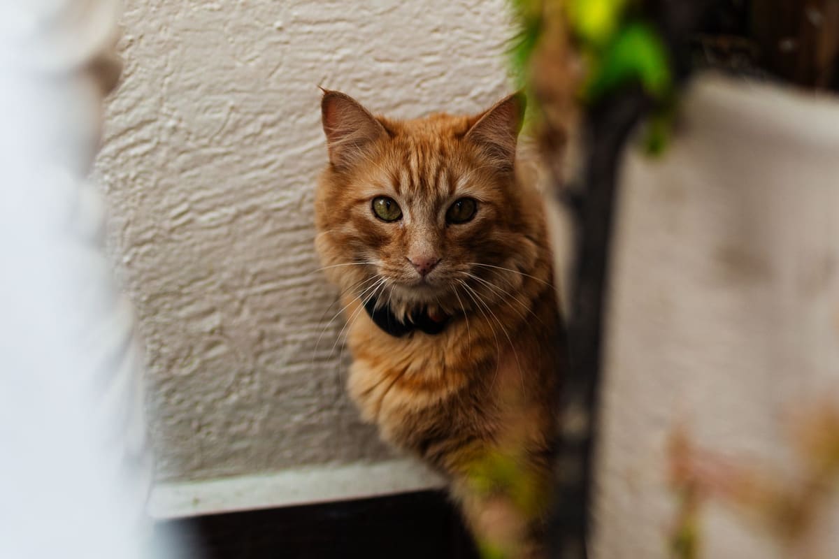 Gato adoptado explorando con cautela su nuevo hogar durante los primeros días de adaptación