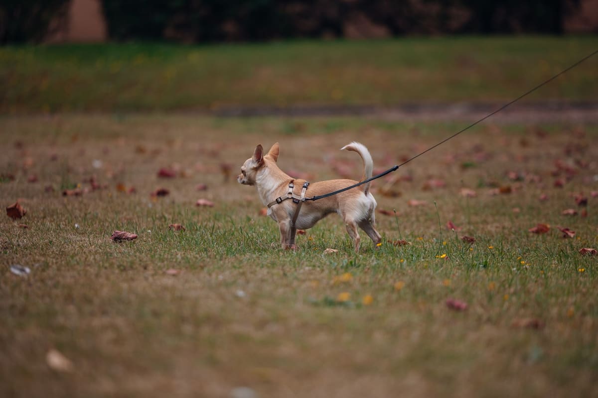Comparativa de perros pequeños y grandes que necesitan distinta cantidad de pienso