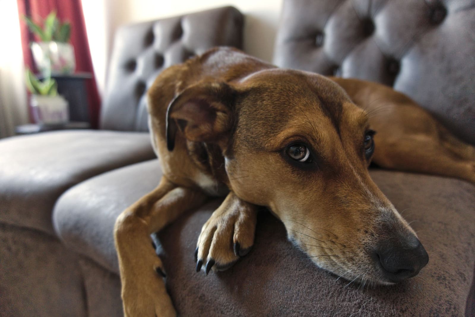 Cómo educar a un cachorro: guía de las primeras semanas