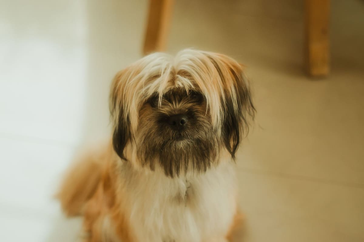 Perro aprendiendo la orden de sentarse durante una sesión de educación canina en casa