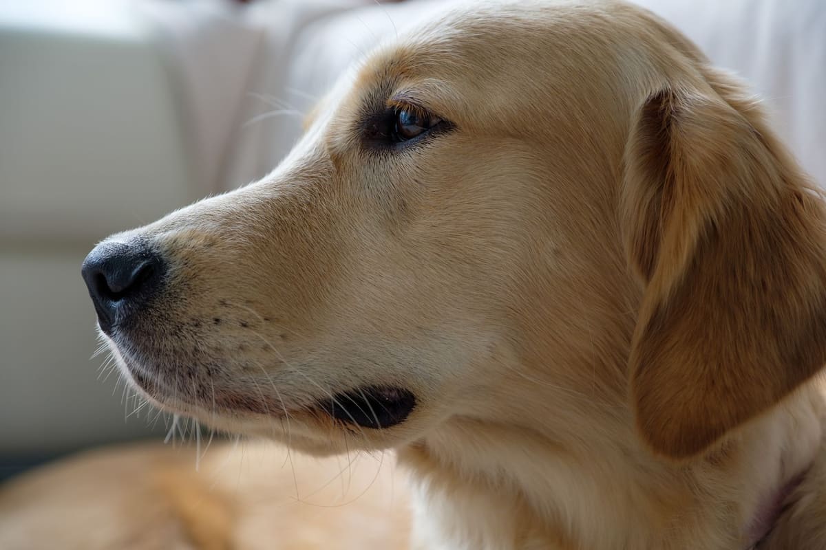Cachorra dorada mirando atenta tras escuchar su nombre bonito