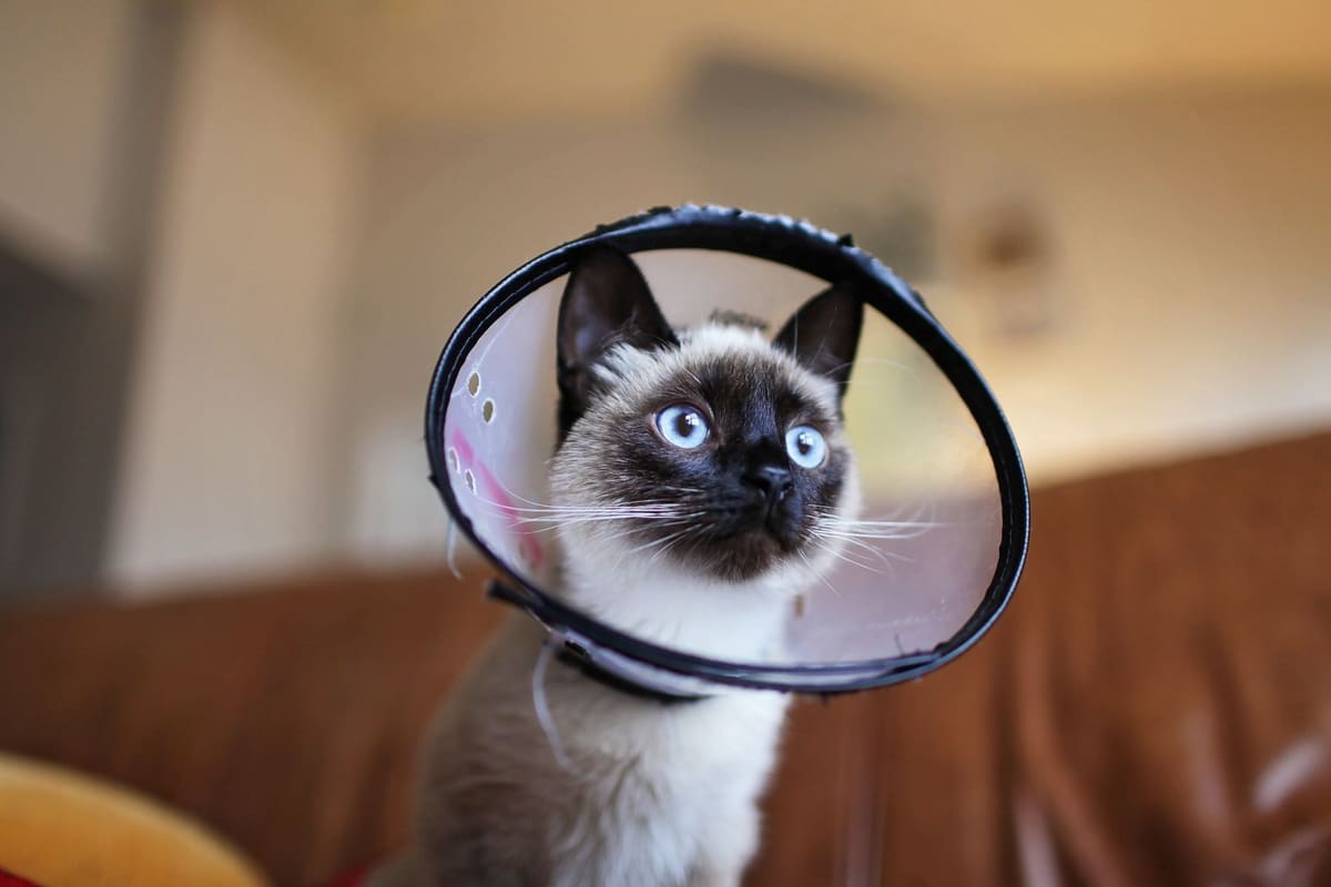 Gato siamés jugando activo con un juguete en el interior de una vivienda