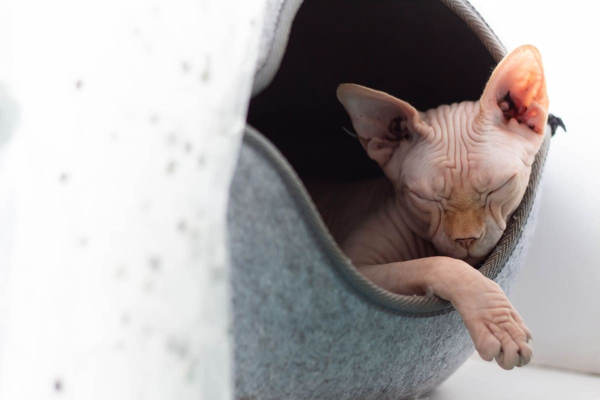 Gato sin pelo Sphynx sentado mientras recibe cuidados de su piel en casa