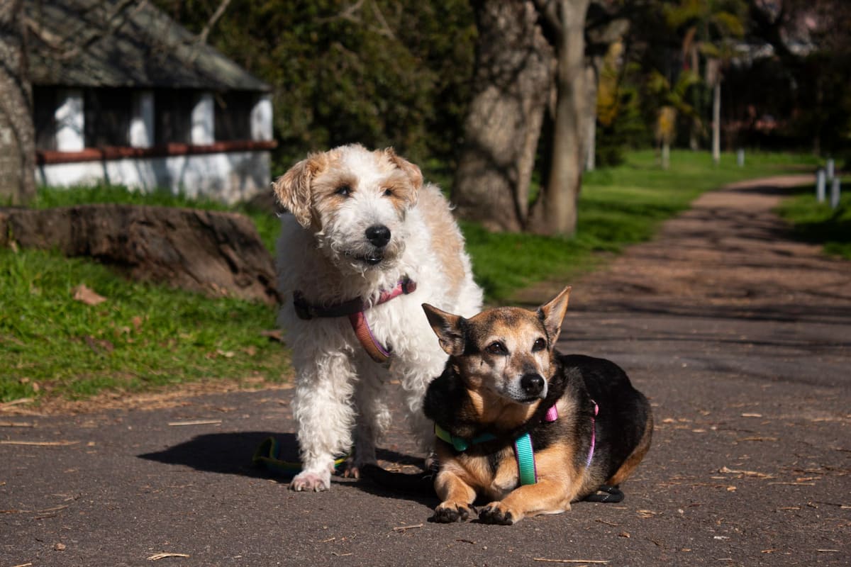 Comparación de razas de perros pequeños y grandes sentados juntos en el jardín