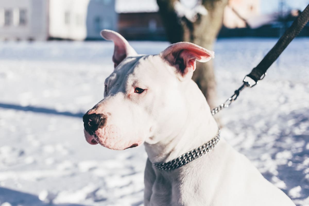 Dogo Argentino, una de las razas de perro peligroso reconocidas oficialmente en España