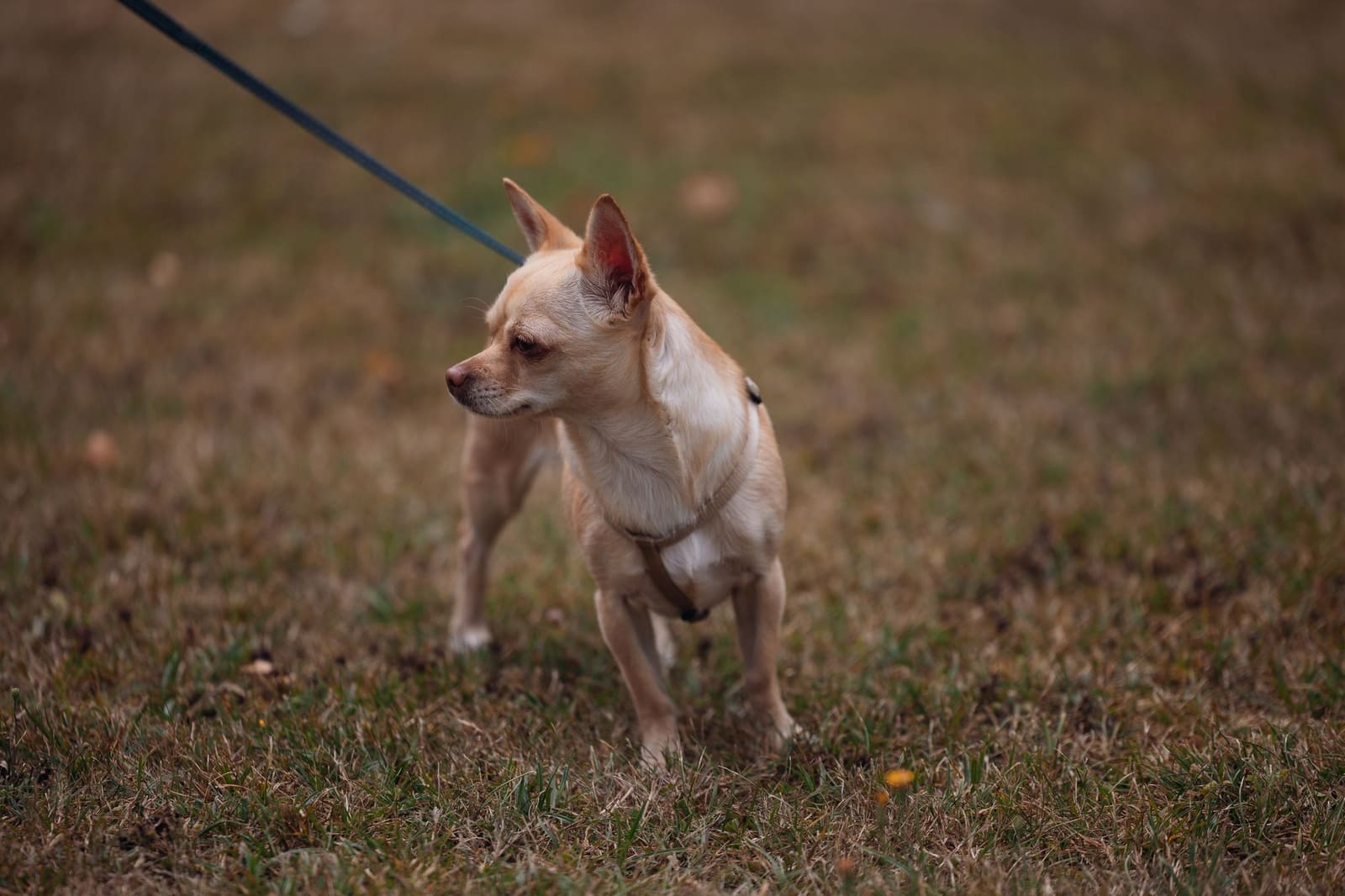 Razas de perros pequeños y mini toy: guía comparativa