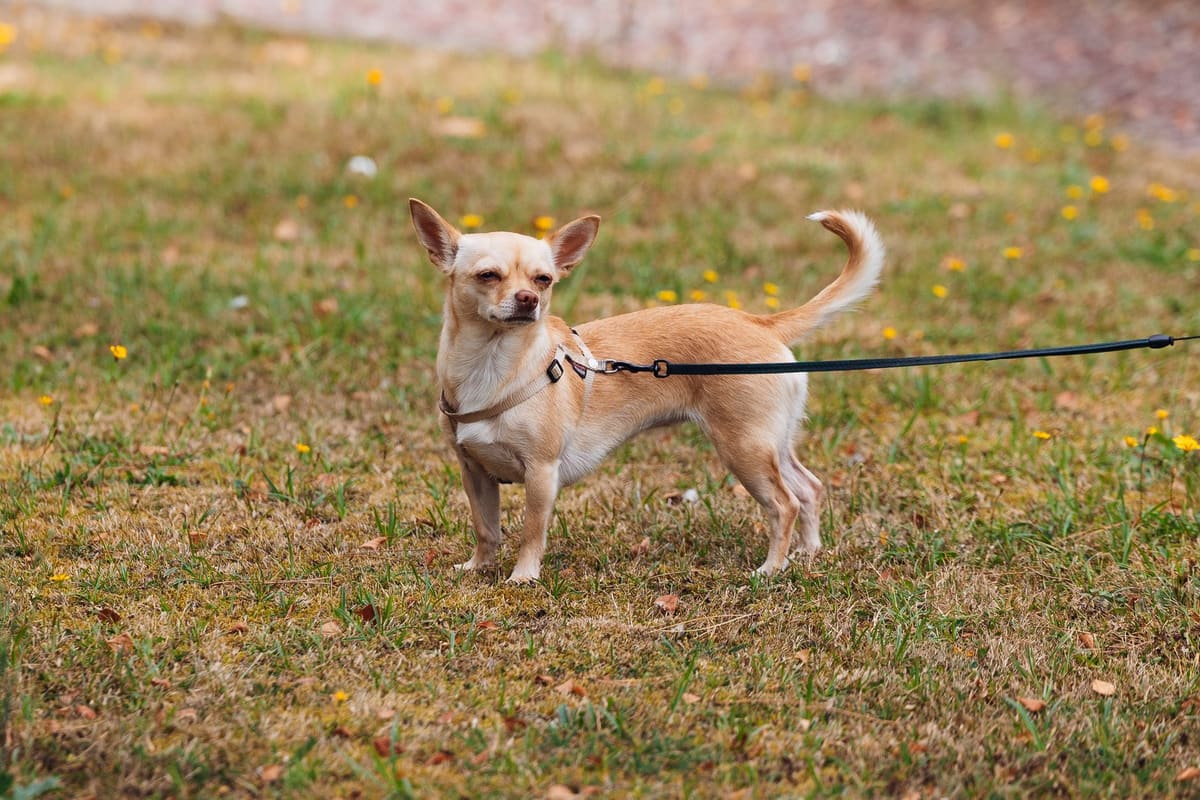 Chihuahua perro de pelo corto en un parque urbano de España