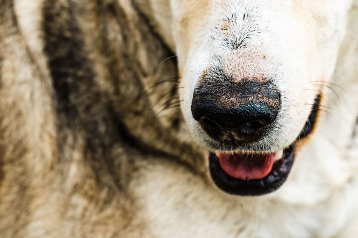 Primer plano de la pata de un perro con piel enrojecida por alergia