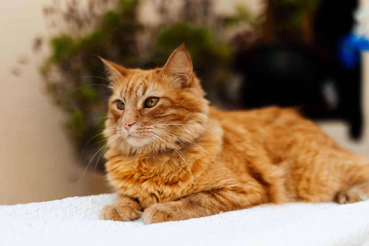 Persona cepillando a un gato en casa durante la rutina de higiene del cuidado diario