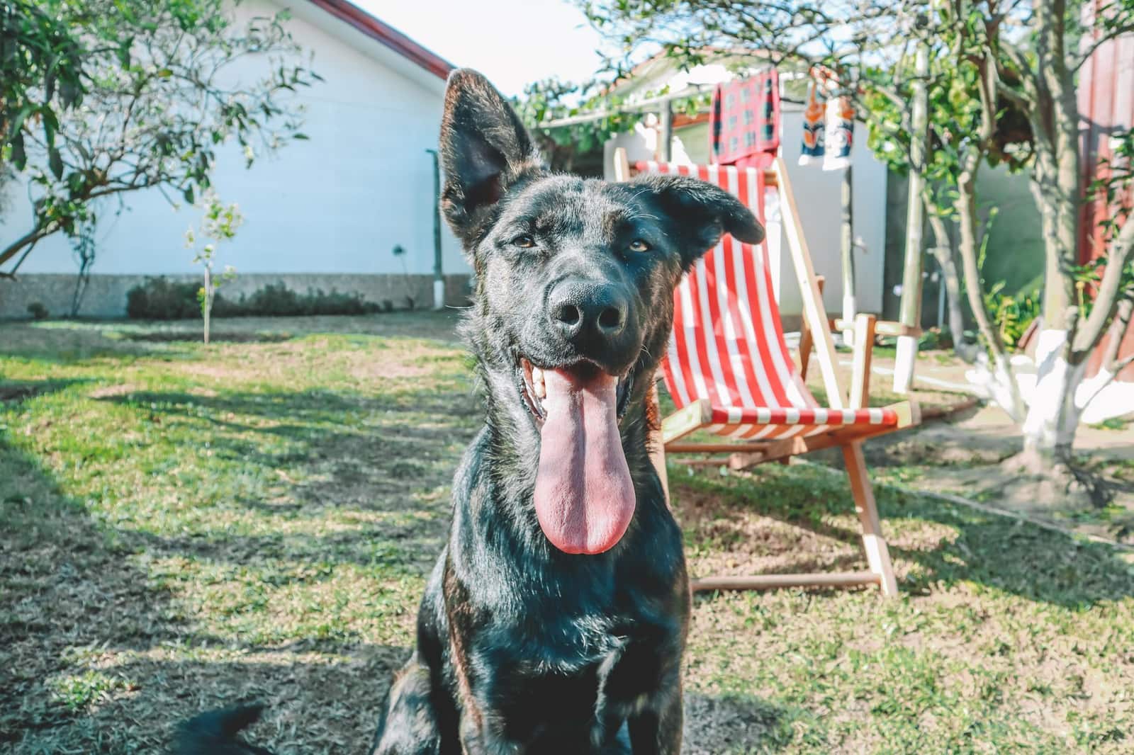 Transportín para perro: cómo elegir la talla correcta