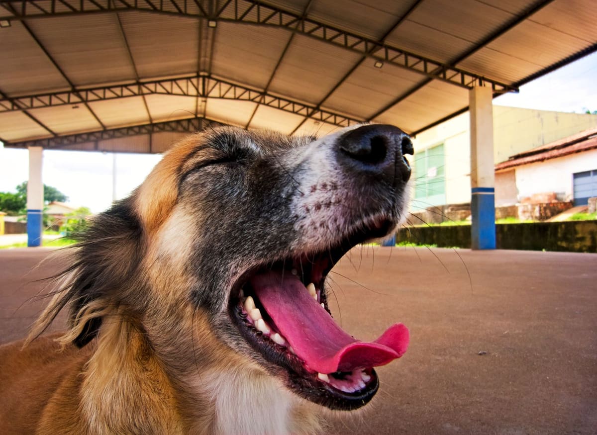 Perro en transportín homologado esperando para viajar en avión