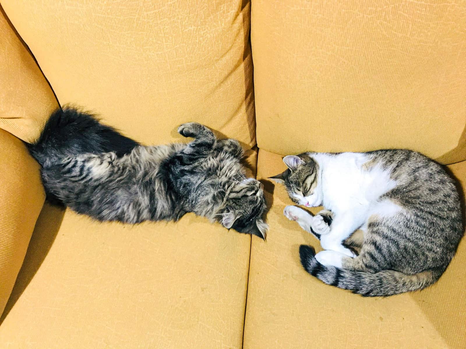 Gatos en adopción